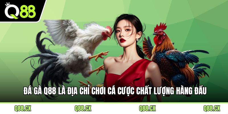 Đá gà Q88 là địa chỉ chơi cá cược chất lượng hàng đầu