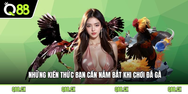 Những kiến thức bạn cần nắm bắt khi chơi đá gà